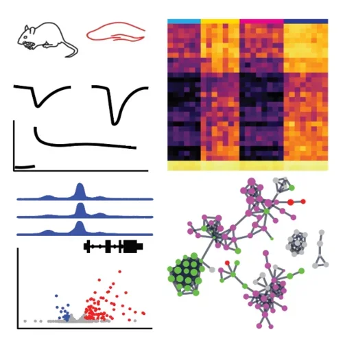 schematic representation of experimental results